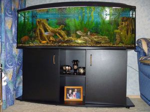 Aquarium erhöht die Luftfeuchtigkeit im Haus