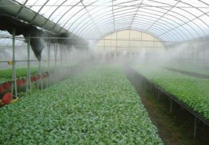 Greenhouse injector humidification